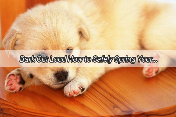 Bark Out Loud How to Safely Spring Your Furry Friend from a Doggy Breakout